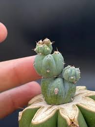Image result for Myrtillocactus geometrizans