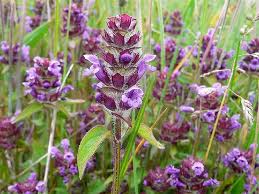 The artisan dried flower co. Self Heal Labiate Family British Wild Flowers Wild Flower Meadow Wild Flowers