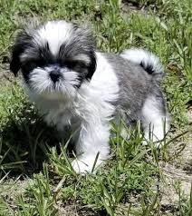 Shitzu dog women's tennis shoe size 7 sneakers puppies walking lace up unbranded. Available Puppies Blissful Shih Tzu Paradise