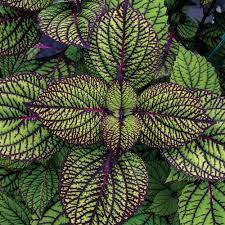 Image result for Coleus scutellarioides