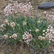 Image result for Bivinia jalbertii