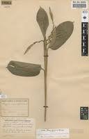 Image result for Hypselodelphys