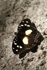 Image result for Ancylobothrys tayloris