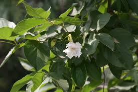 Image result for Dolichandrone alba