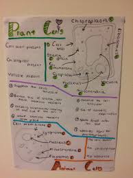 What do you need to know about plant cells? Plant And Animal Cell Revision Notes Biology Notes School Supplies Diy Notebook Plant And Animal Cells