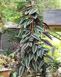 Image result for Faurea discolor