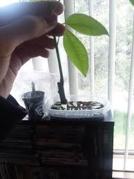 Bring in any type of business or personal check to your nearest location in california, colorado, idaho, nevada and washington. Ask A Question Forum What Is This Clear Slimy Discharge Coming From My Money Tree Garden Org