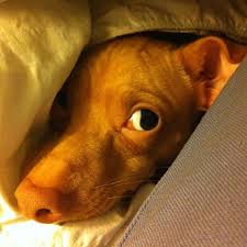 Tuna Melts My Heart The Underdog With The Overbite Photo By Tunameltsmyheart Tuna Dog Dog Crossbreeds Chiweenie
