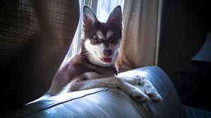 Get info on roscoe's in chicago, il 60657. D Spa Pet Boutique