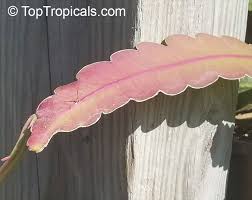 Image result for Hypericophyllum