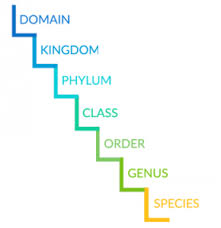Taxonomic Classification From Domain To Species Earth How
