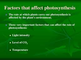 Factors Affecting Photosynthesis
