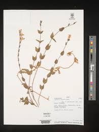 Image result for Justicia anselliana