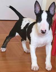 Black And White Bull Terrier Black And White Bullie Mini Bull Terriers Bull Terrier English Bull Terriers
