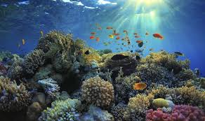 Peringatan hari laut sedunia digagas. Sejarah Dan Rekomendasi Ucapan Hari Laut Sedunia Kumparan Com