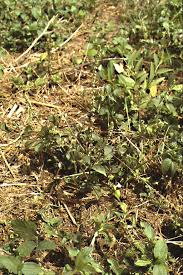 Image result for Courtoisina cyperoides