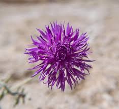 Image result for Osteospermum monocephalum