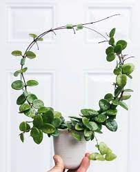 Pin By Mariela Roxana On Home Indoor Plant Trellis Trellis Plants Inside Plants
