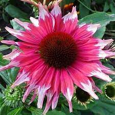 Pin On Coneflower