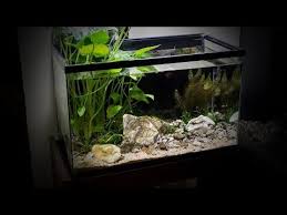 Rescaping My Betta S 10 Gallon Riparium Aquarium Youtube Betta Betta Fish Aquascape