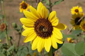 A complete listing can be found on the university of colorado natural history museum website.due to the diversity of ecosystemsin our state, we have a very large number of bees compared to our eastern great plains neighbors. Pin On Plants Of Colorado