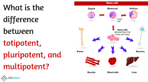 Starter Guide To Induced Pluripotent Stem Cells Labclinics