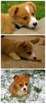 Adorable Black And White Corgi Puppy Corgi Club Welsh Corgi Puppy Collage Welsh Corgi Puppies Corgi Dog Corgi