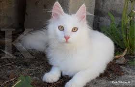 Apakah anda hobby memelihara kucing persia? Ini Penyakit Yang Kerab Menyerang Kucing Peliharaan Anda