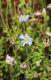 Image result for Felicia grantii