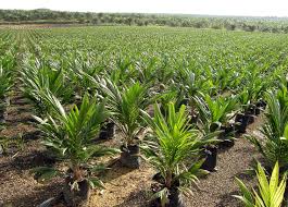 Image result for Elaeis guineensis