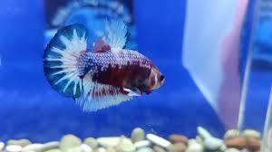 Cupang merupakan salah satu jenis ikan hias yang cukup populer di indonesia. Cupang Fccp Ws Ekor Startail Ajib Youtube