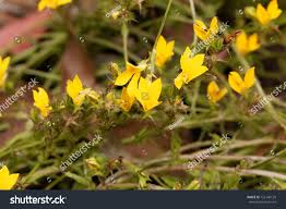 Image result for Monopsis