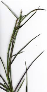 Image result for Hemarthria