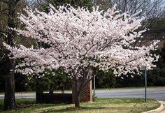 Flowering cherry trees for sale. 14 Flowering Cherry Trees Ideas Flowering Cherry Tree Flowering Trees Cherry Tree