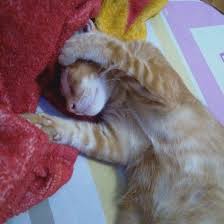 Kucing kitten persia kucing oren lucu hewan peliharaan 750908420. Bobo Mu Itu Loh Chester D Kucing Lucu Kucing Lucu