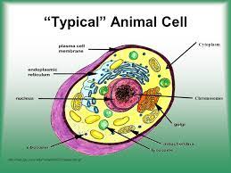When a cell divides, chromosomes also divide. Cell Structure Function Ppt Video Online Download