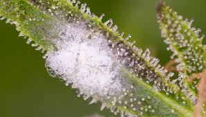 Check the next day, then spray twice on second day,wait one day if still around repeat. The Cannabist Keeping Bud Rot At Bay With Humidity Control