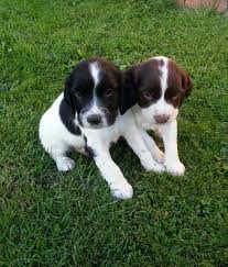 Field spaniel fila brasileiro finnish lapphund finnish spitz flat coated retriever foodle fox terrier, smooth fox terrier, toy fox terrier, wire french bulldog frenchton german australian shepherd german coolie german hovawart. Springer Spaniel For Sale Petfinder