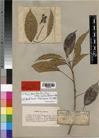Image result for Ficus ottoniifolia