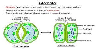 What is the difference between a turgid cell and a flaccid cell? Lioyd S Theory In Terms Of Turgidity And Flaccidity Of Guard Cells Qs Study