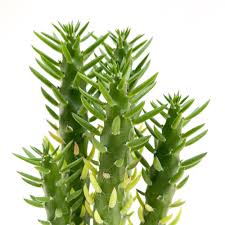 Image result for Austrocylindropuntia