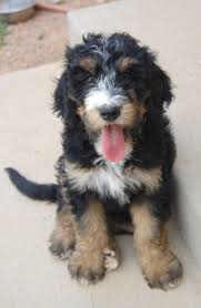 Black And White Sheepadoodle For Sale Mini Sheepadoodle Puppies For Sale Sheepadoodle Sheepadoodles Sheepadoodle For Sale Sheepadoodle Puppy Sheepadoodle Puppy Sheepadoodle Dogs