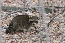 Raccoons are considered to be exotic animals and, therefore, have a separate set of laws regarding ownership of them. How To Deal With Problem Raccoon In Delaware Wildlifehelp Org