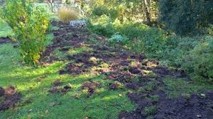 Sind beete und rasen zerstört, stellt sich bald die frage: Burk Wildschweine Machen Aus Rasen Einen Acker Burk Nordbayern