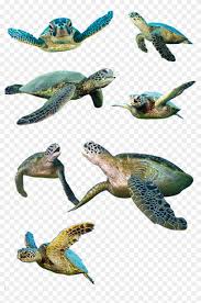 The clipart is related to teenage mutant ninja turtle , shell png , conch shell. Turtle Isolated Water Turtle Panzer Tortoise Shell Animal Reptile Sea Turtle Clipart 2233837 Pikpng