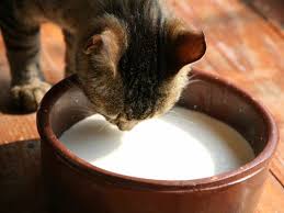 In goats' milk, these free fatty acids are the main source of the characteristic flavour. Despite The Common Myth Milk Isn T A Good Idea For Your Feline Friend Cats Pets Milk For Cats Food Animals Cat Nutrition