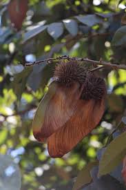 Image result for Centrolobium