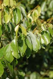Image result for Cryptocarya transvaalensis