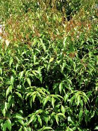 Image result for Syzygium niassense