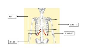 Human ribs male vs female, false ribs, human ribs pain, tubercle of rib, atypical ribs, rib cage diagram, rib cage anatomy, floating ribs. Ls How Many Bones Are In The Human Body How Many Ribs Ecur 164 Is This A Course About Science Wiki